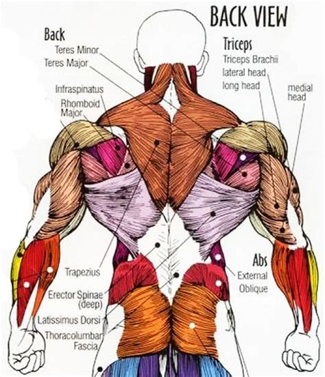The back's muscles start at the top of the back (named the cervical vertebrae) and go to the tailbone (also named the coccyx). Back Muscle Anatomy Pictures Back Muscle Anatomy Images ...