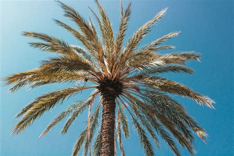 Free Images Sky Palm Tree Blue Date Palm Arecales Woody Plant