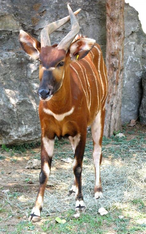Bongo Animal Facts Tragelaphus Eurycerus A Z Animals