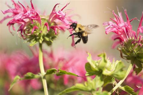 Blue, purple, pink, and yellow. Bee Balm to Attract Bees and Birds to Your Garden