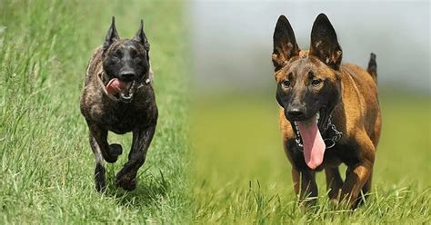 Top 10 Belgian Malinois And Dutch Shepherd Mix You Need To Know