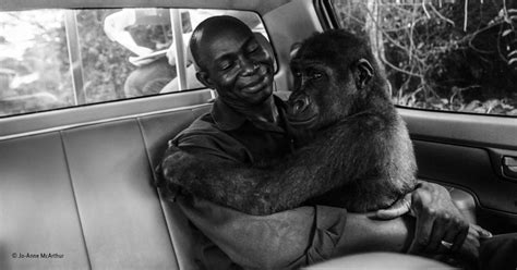 Gorilla Hugging Man Who Saved Her Life Wins Photographer Of The Year