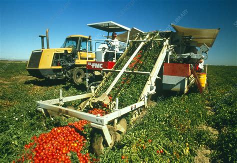 Mechanised Harvesting Of Tomatoes Stock Image E7700747 Science