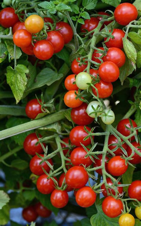 Candyland Red Small Fruited Tomato 10 Seeds Grapecherry Tomato