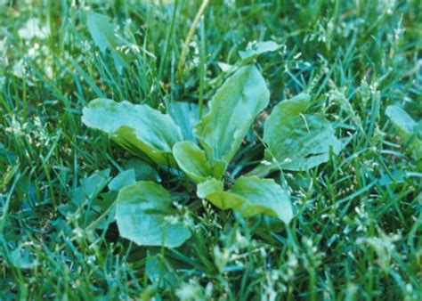 Common Lawn Weeds In Western Australia Myhometurf