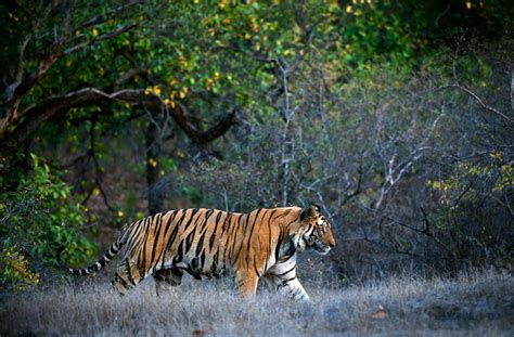 Bengal Tigress Sundari To Be Sent Back To Bandhavgarh National Park
