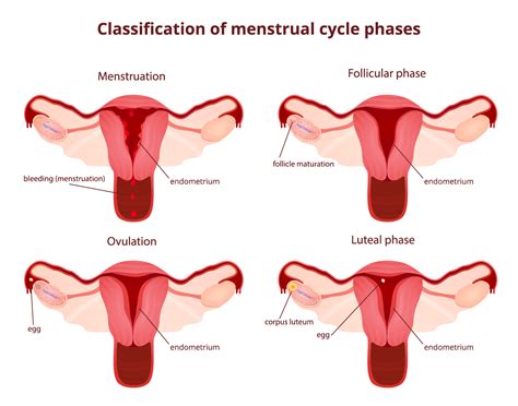 Fases Del Ciclo Menstrual Fertility Center Of San Antonio