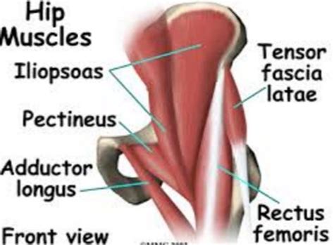 After trying 10 bodyweight repetitions of hip thrusts against my bed i didn't really feel it anywhere else that i can pinpoint. Hip Flexor Pain - Symptoms, Treatment, Causes, Muscles