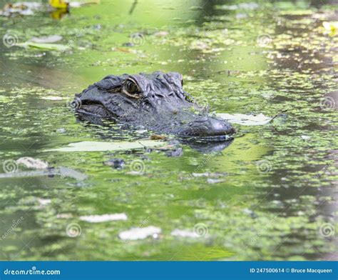 American Alligator Head Stock Photo Image Of Predator 247500614