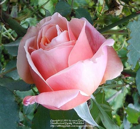 Rose (Rosa 'Princess Margaret Rose') in the Roses Database - Garden.org