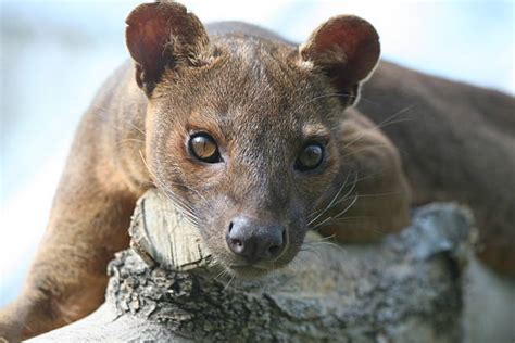 The Madagascar Fossa Stock Photos Pictures And Royalty Free Images Istock