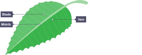 What Is The Structure Of Leaves Adapted For Quora