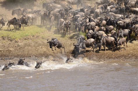 2 Days Masai Mara Game Reserve Safari Eminent Safaris
