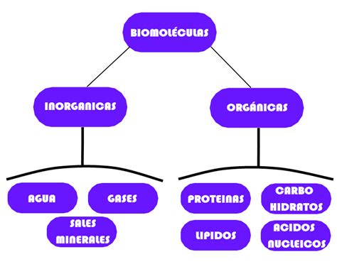 ¿como Se Clasifican Las Biomoleculas Brainlylat