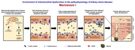 Frontiers Mitochondrial Dysfunction And Kidney Stone Disease