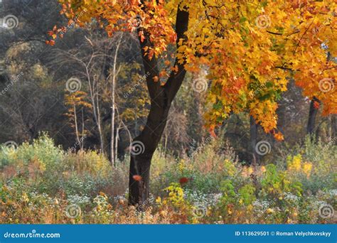 The Red Leaves Fall From The Tree Stock Image Image Of Branches