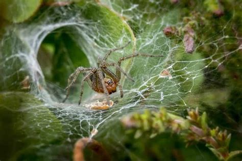 History Of Arachnology How Spiders Became More Than Just Insects