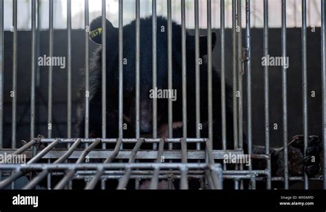 A Caged Bear Is Seen In The Bear Bile Extraction Workshop Of