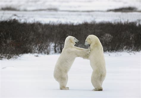 It Looks Like These Two Polar Bears Were Slow Dancing At A Snowy Prom