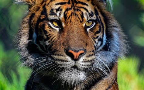 Download Wallpapers Tiger Sunset Wildcat Dangerous Animals Wildlife