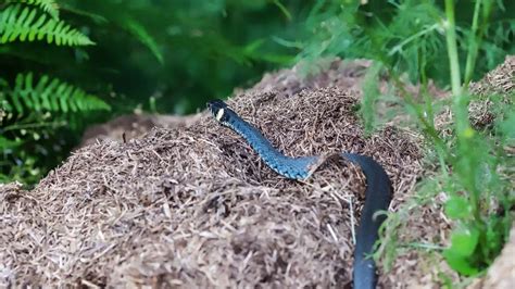 How To Identify Snake Holes In Your Yard Or Garden