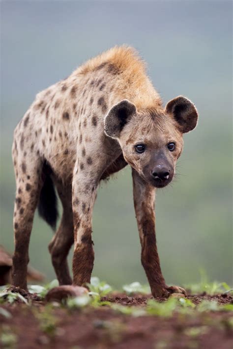 Spotted Hyena Hyena Animals Wild Wild Dogs