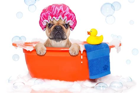 Dog Wash How Often Should I Bathe My Dog Top Dog Hub