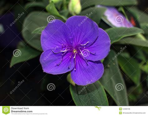 Glorybush Purple Flower Stock Photo Image 54368708