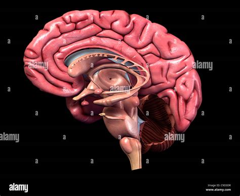 Color Completo Detallado La Anatomía Del Cerebro Humano 3 D