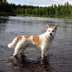 The norrbottenspitz (norrbottenspets) takes his name after the norrbotten county in northern sweden, which is at the most northern part of the gulf of bothnia, close to the finnish border. Norrbottenspitz | Wisdom Panel German
