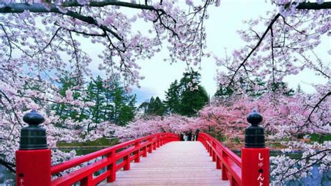 Sakuras Cherry Blossom Japan Japanese Countryside Cherry Blossom