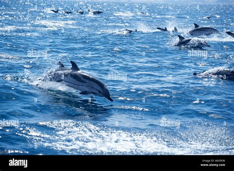 Group Of Striped Dolphins Stenella Coeruleoalba Swimming Strait Of