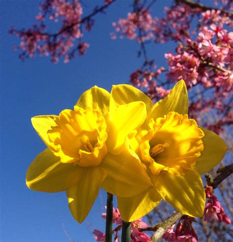 Spring has Sprung by Audrey Van Rensburg | Spring has sprung, Photography, Photographer
