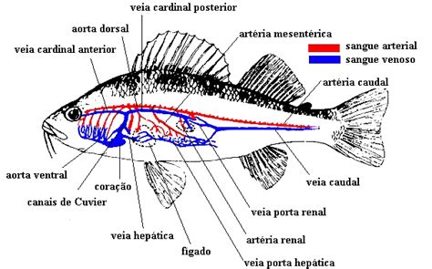 Sistema circulatório do peixe Brasil Blogado