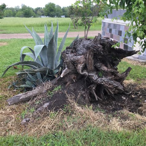 It offers classes from 9th grade to 12th grade. Mount Carmel 2017 photos from the annual survivor's ...