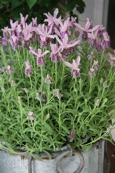 Lavandula Stoechas Sugarberry Ruffles 植物栽培 ラベンダー