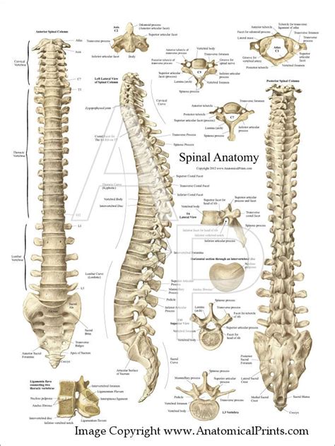 Spinal Anatomy Poster Spinal Column Anatomy Bones Spinal Cord Anatomy