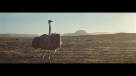 Ostrich Galaxy Brand Commercial Wins 13 Awards