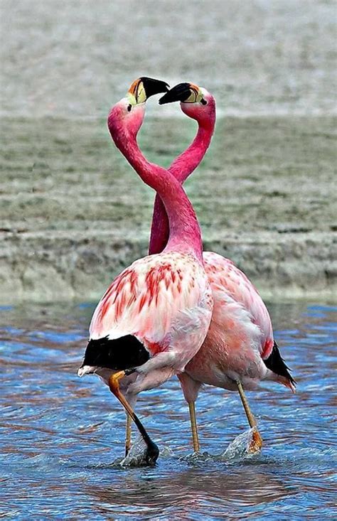 Pin By Linda Schader On Flamingo Beautiful Birds Flamingo Pictures