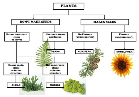 Plant Kingdom Gymnosperms Youtube Lecture Handouts Examrace