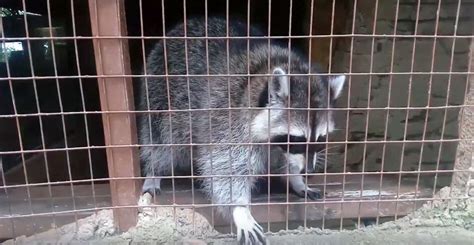 Most of the time, seeing a raccoon out during the day is no cause for alarm. Is a Raccoon That Is Active During The Daytime Rabid?