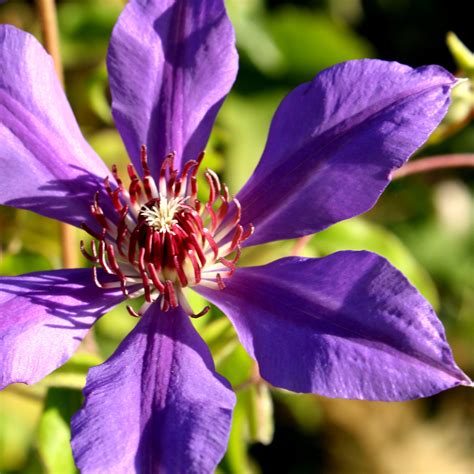 Free macro photograph of a purple clematis flower - Photos Public Domain