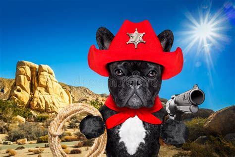 299 Dog Wearing Cowboy Hat Stock Photos Free And Royalty Free Stock