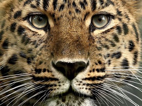Natureza Leopardo De Amur