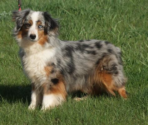 Mini American And Australian Shepherd Puppies For Sale In Wi At Starck’s Miniature American