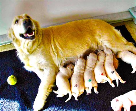 New Golden Retriever Puppy Wallpaper Dog