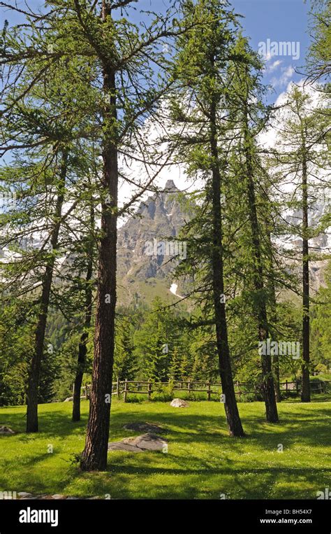 Jagged Rocky Alpine Peak Grandes Jorasses Range Through Larches Pine