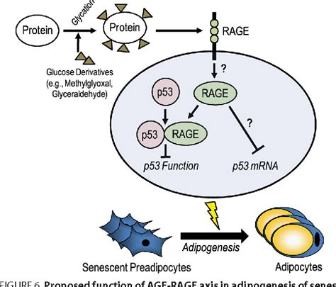 In the age of rage! Figure 6 from An advanced glycation end product (AGE ...