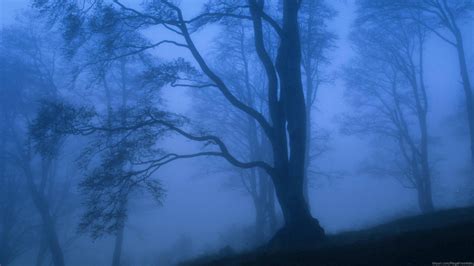 Fog Full Hd Wallpaper And Background Image 1920x1080 Id278739