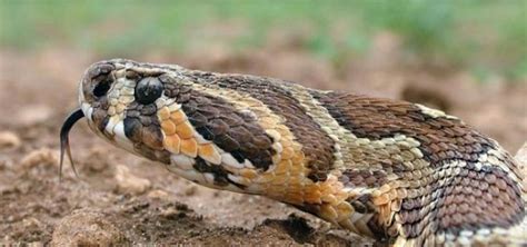 Palestinian Serpent Becomes Israels National Snake Anews